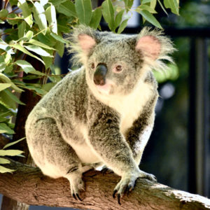 Protect koala habitat