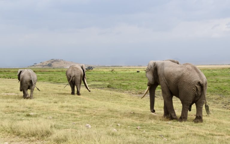 elephants at Amboseli National Park